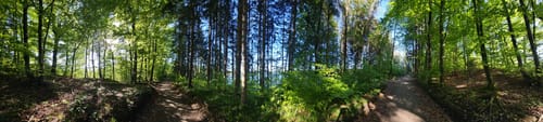 Rund um den Hartsee