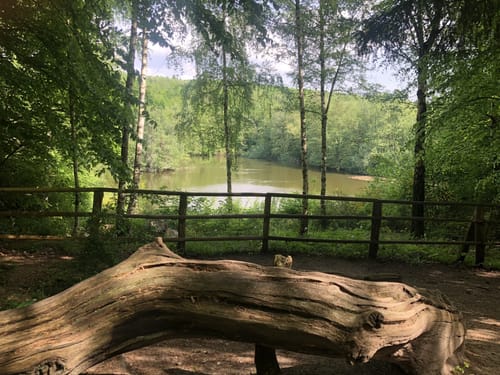 Hambach - Goldene Aue