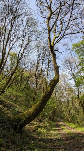 Speicher - Auw an der Kyll