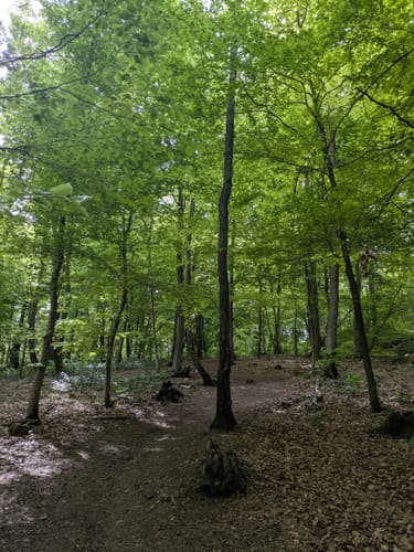 Itzenplitzer Pingenpfad (Premiumwanderweg)