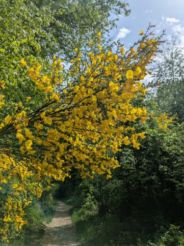 Itzenplitzer Pingenpfad (Premiumwanderweg)