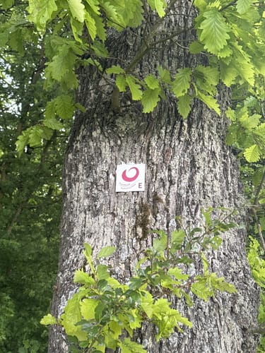 TraumRunde Iphofen