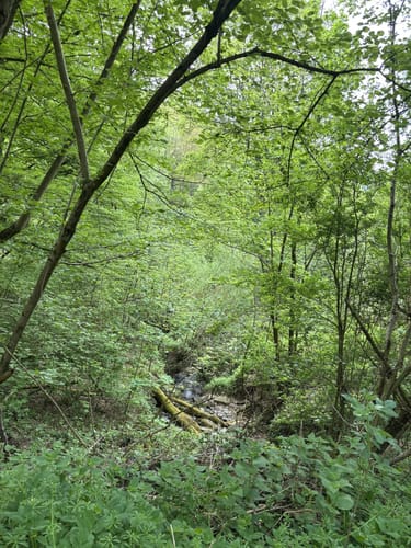Kall Trail