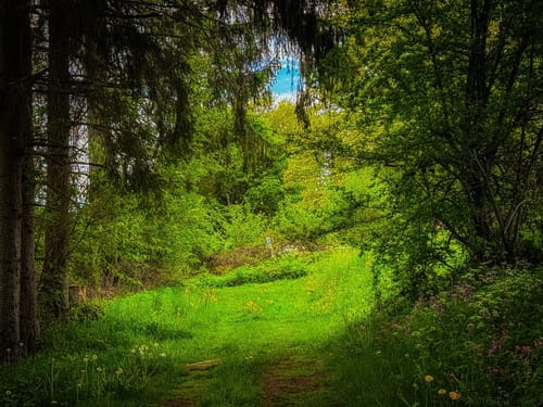 Ruine Waldeck - Fledermauspfad