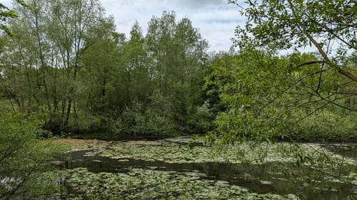 Vom Nordmarkteich zum Kupferteich