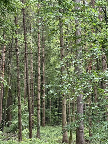 Mainauwald rund um St. Katharina