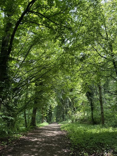 Mainauwald rund um St. Katharina