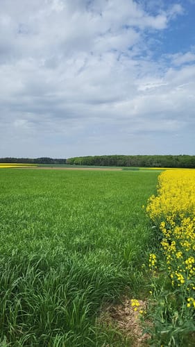 Dockendorf - Wolfsfeld (Naturpark Südeifel Wanderweg Nr. 89)
