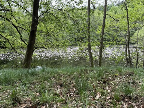 Aus Büdingen zum Thiergartenweiher