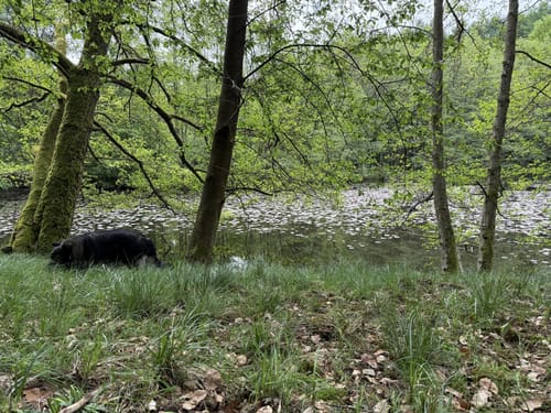 Aus Büdingen zum Thiergartenweiher