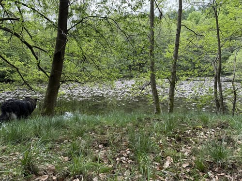 Aus Büdingen zum Thiergartenweiher