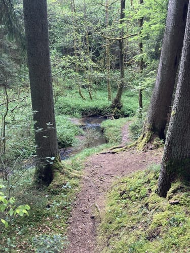 Nesselmühle - Naturlehrpfad - Nessenbach