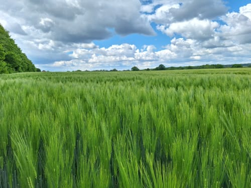 Graskoppel ab Binnenkamp