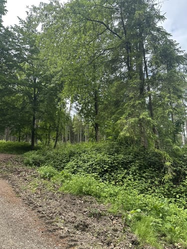 W4 Rundwanderweg Wennigsen 4