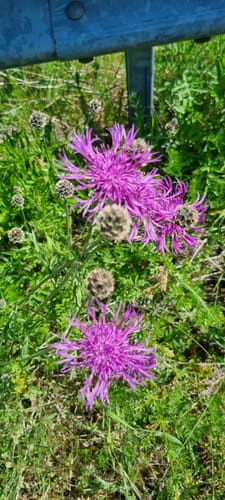 Rund um Althornbach