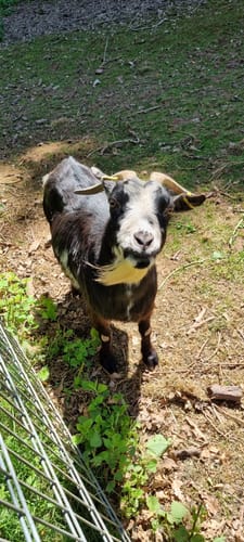 Rund um Althornbach