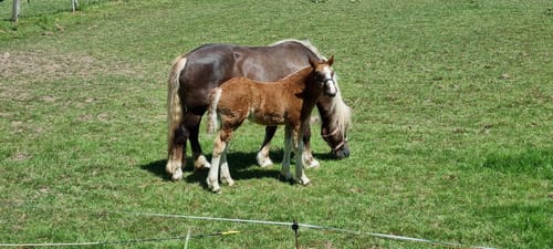 Rund um Althornbach