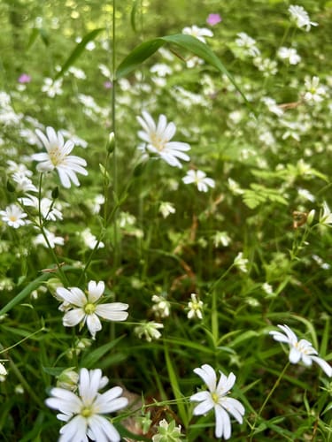 Mühlenbachtal und Hahnheide ab Trittau