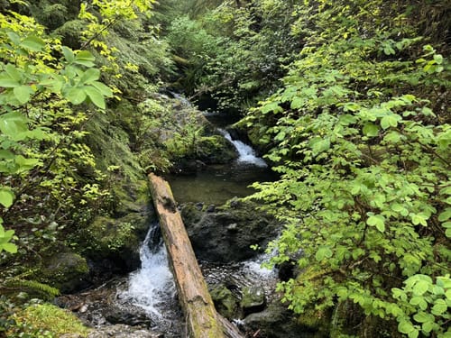 Falls Creek and Quinault Loop Trail