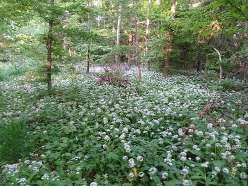 Junginger Wald