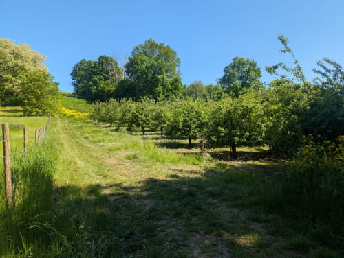 Streuobstwiesenweg (Traumpfad)