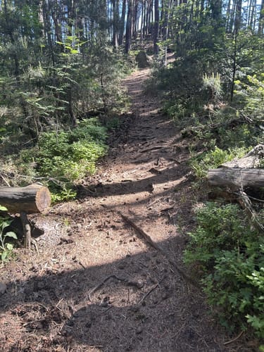Maikammer Wanderparkplatz Breitenberg - Rundweg Nr. 1
