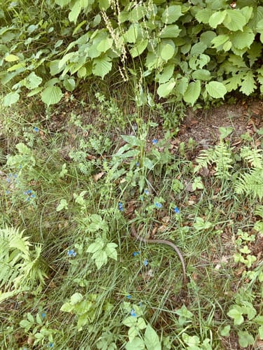 Fahrnbuck - Wambach Rundweg