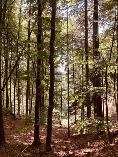 Fahrnbuck - Wambach Rundweg