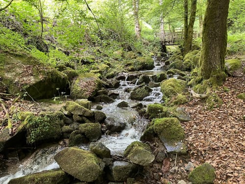Fischweiher Rundwanderung