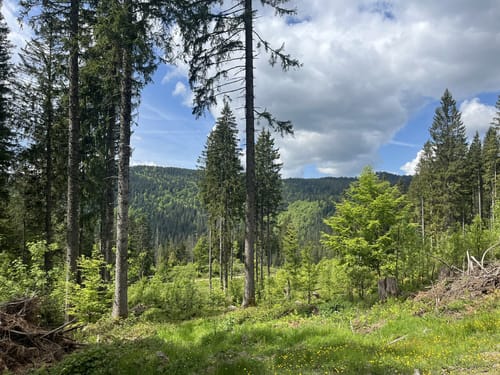 Altglashütten - Kapellenkopf