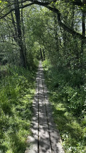 Durchs Habernisser Moor