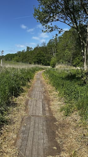 Durchs Habernisser Moor