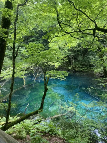 静かな湖 濁池（十二湖） - hikes and trails to get you there | AllTrails
