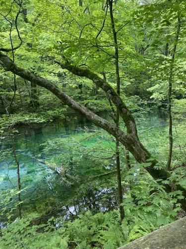 破池（十二湖） - hikes and trails to get you there | AllTrails