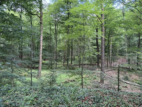 Tüschelwald und Uedemer Hochwald