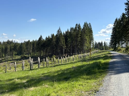Rennsteig - Kieselbachsquelle