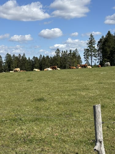Rennsteig - Kieselbachsquelle