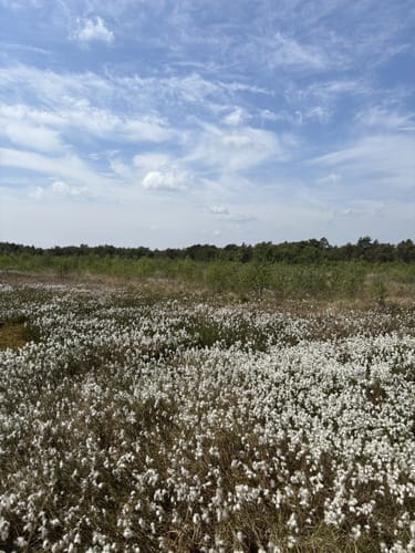 Das Sandhausener und Hamberger Moor