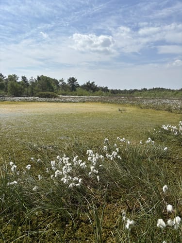 Das Sandhausener und Hamberger Moor