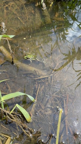 Durch den Wackelwald
