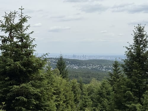 Landsgraben: Eichenblatt