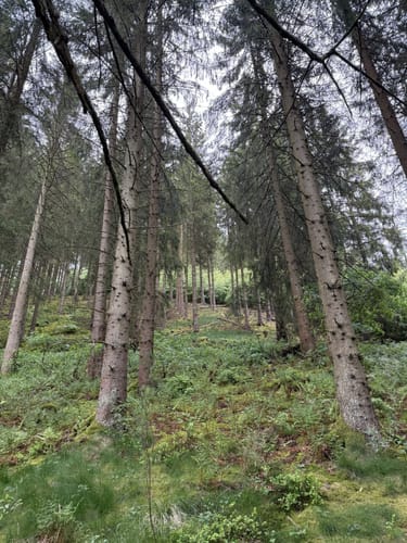 Große Narzissenroute