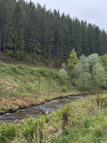 Große Narzissenroute