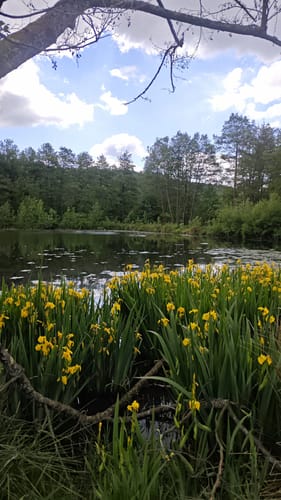 Um den Niddastausee