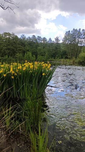 Um den Niddastausee
