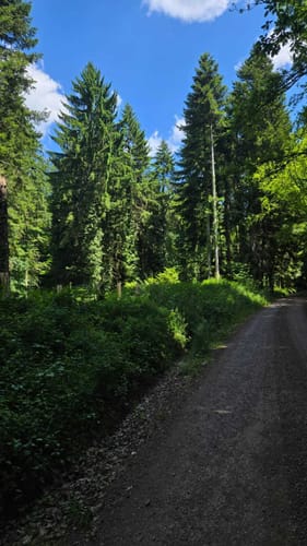 Sulz Lauf
