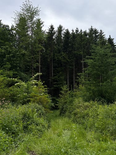 Sulz Lauf