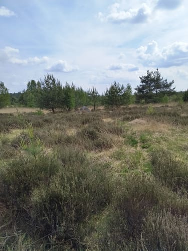Das Heilsmoor