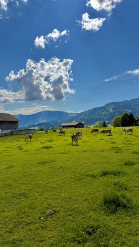 Schluchtentour im Vorderwald