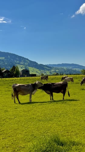 Schluchtentour im Vorderwald
